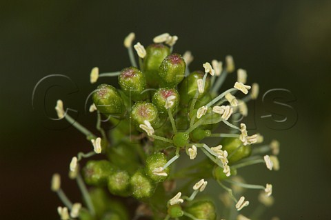 Flowering of Merlot vine