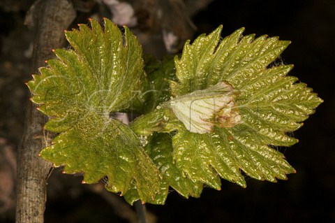 Leaves on Merlot vine in spring  Colchagua Chile