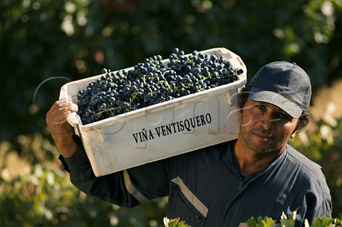 Worker with box of harvested Cabernet Sauvignon grapes in vineyard of   Via Ventisquero  Apalta Colchagua Valley Chile