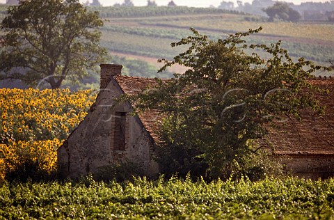 Old farm building among sunflowers and vineyard  StPourcainsurSioule Allier France