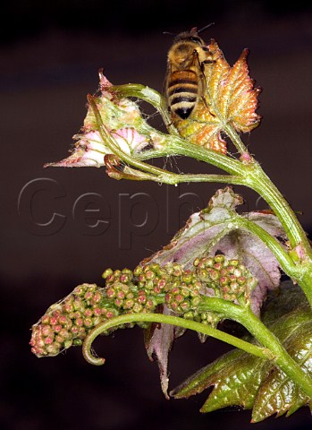 Bee on springtime Carmenre vine in Clos Apalta vineyard of Lapostolle Colchagua Valley Chile
