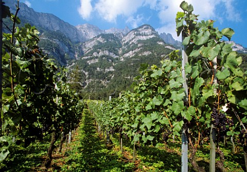 Vineyard at QuintenamWalensee Switzerland     StGallen  Eastern Switzerland