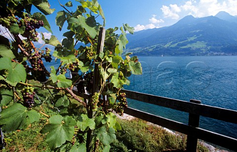 Vineyard at QuintenamWalensee Switzerland  StGallen  Eastern Switzerland