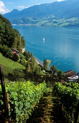 Vineyard at QuintenamWalensee Switzerland  StGallen  Eastern Switzerland