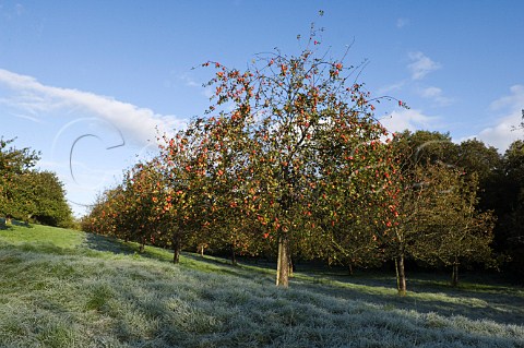 Ripe apples in an orchard on a cold and frosty morning Compton Dando Somerset England