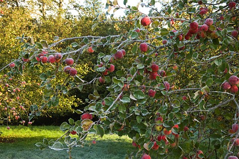 Ripe apples on a cold and frosty morning Compton Dando Somerset England