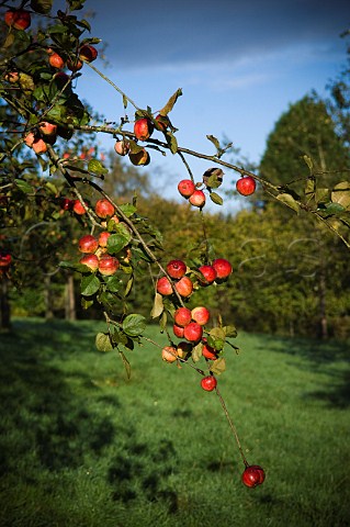Ripe apples in apple orchard Compton Dando Somerset England