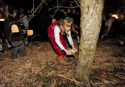 The Wassail Queen pours last years cider from the Wassail cup on to a cider apple tree during the Thatchers Cider Wassailing event Thatchers Cider Farm Sandford North Somerset England