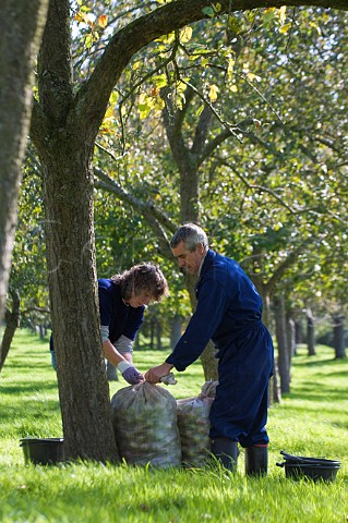 Collecting cider apples shaken from trees in apple orchard near Glastonbury Somerset England