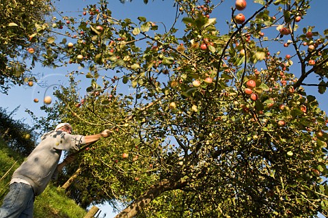 Cider apples are shaken from the trees and hand collected Wilkins Cider Orchard Landsend Farm Mudgley Wedmore Somerset England