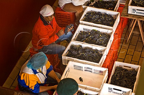 Sorting harvested grapes at Sadie Family Wines  Paardeberg Malmesbury South Africa   Swartland
