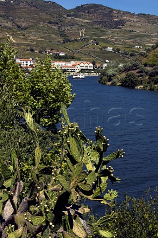 Cactii above the river Douro at Pinhao Portugal  Douro  Port