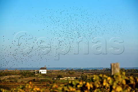 Flock of starlings over the Hlzlstein vineyards with the Neusiedler See in distance  Schtzen am Gebirge Burgenland Austria  NeusiedlerseeHgelland