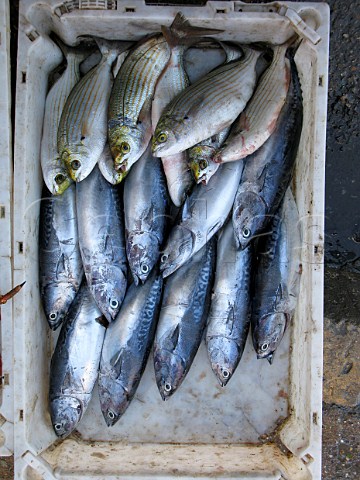 Fresh fish on sale Essaouira Morocco