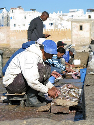 Fishermen cleaning seafood Essaouira Morocco