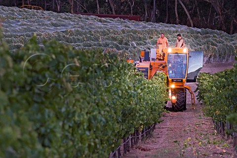 Night harvesting of Chardonnay grapes in The Lane vineyard Adelaide Hills  South Australia