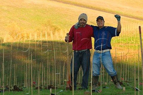 Philippe and Jesus workers of Advanced Vineyard Systems planting Pinot Noir vines   in new vineyard of Douglas Ackerman  Newberg Oregon USA Willamette Valley