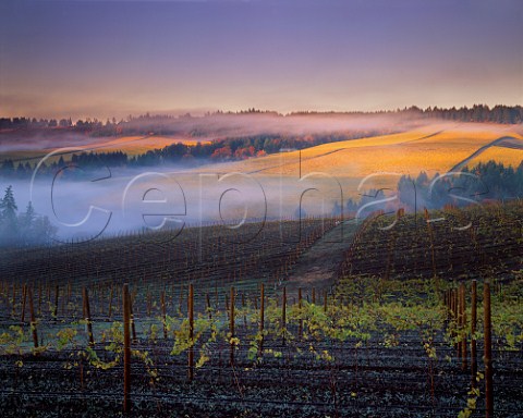 Early morning fog over Knudsen vineyard viewed from Bella Vida viineyard in the Dundee Red Hills Dundee Oregon USA   Willamette Valley