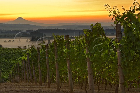 Sunrise over Mt Hood and a fog filled Willamette Valley viewed from Five Mountain Vineyard of Elk Cove Oregon USA  Chehalem Mountains  Willamette Valley