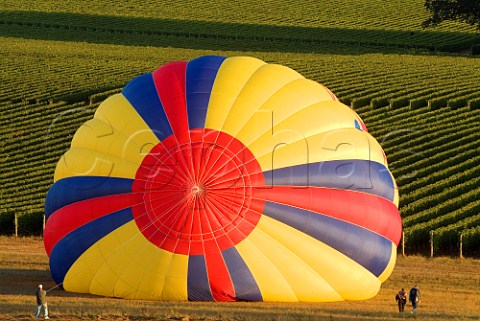 Hotair balloon being inflated at Stoller vineyard Dayton Oregon USA  Willamette Valley