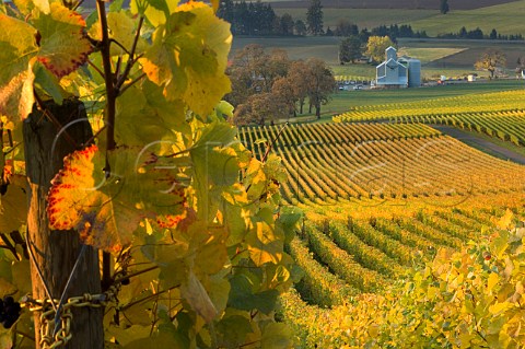 Autumnal Stoller vineyards Dayton Oregon USA Willamette Valley