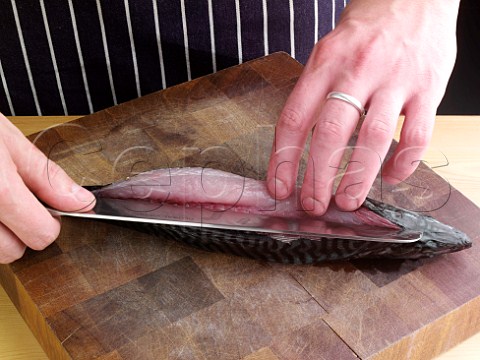 Filleting mackerel