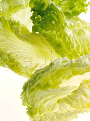 Batavia lettuce leaves on a white background