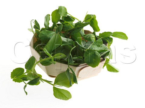 Pea shoots in a basket on a white background