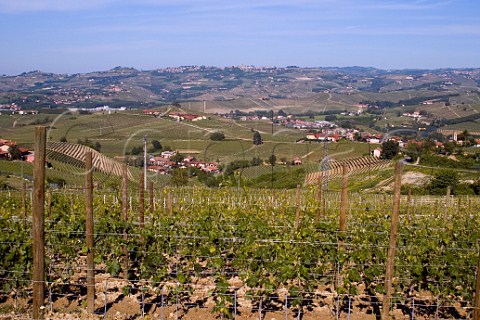 Barbera vines in the Pozzo dellAnnunziata vineyard of Roberto Voerzio at Annunziata La Morra Piemonte Italy  Barbera dAlba
