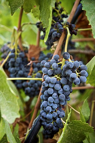 Nero dAvola grapes in vineyard of Calatrasi  San Cipirello Palermo Sicily Italy