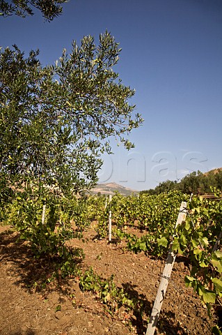 Catarratto vineyard of Calatrasi San Cipirello Palermo Sicily