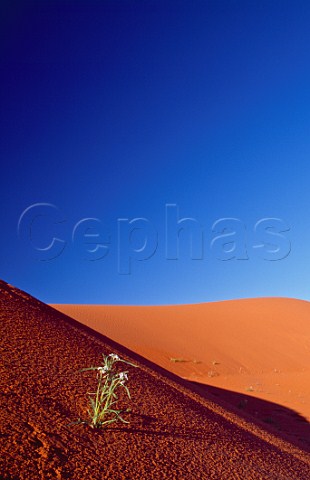 Flower on red sand dune Strzelecki Desert South Australia Australia