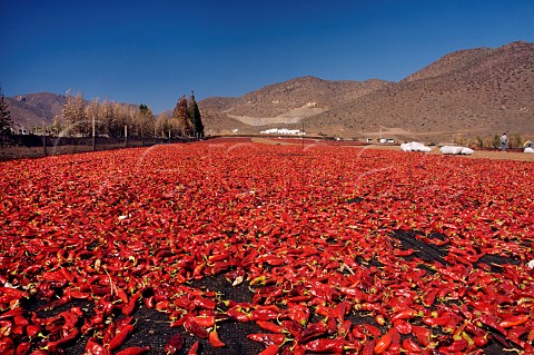 Red chillies drying in the sun La Chimba La Serena Chile