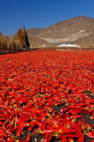 Red chillies drying in the sun   Near La Chimba La Serena Chile