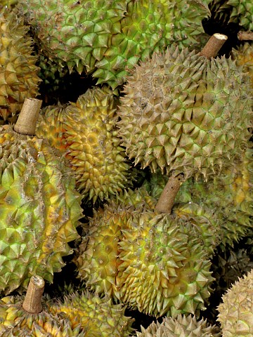 Durian fruit Bangkok Thailand