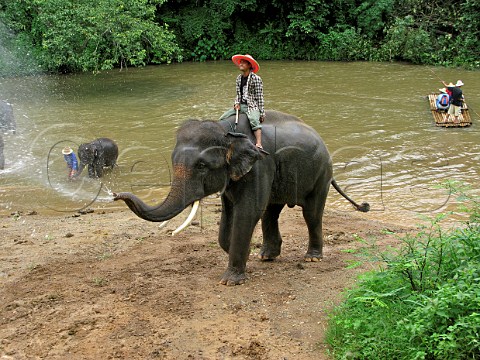 Elephant by river Thailand
