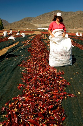 Collecting chillies which have been dried in the sun La Chimba La Serena Chile