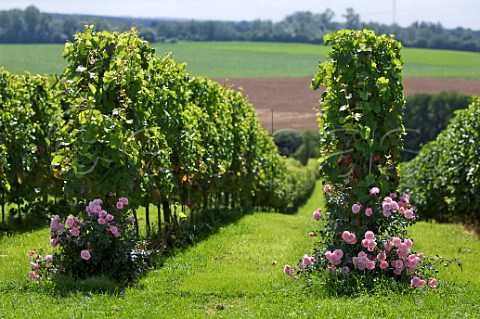 Roses in vineyards of Domaine du Chenoy Emines Belgium