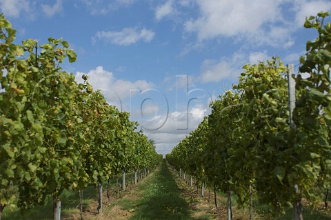 Vineyards of Domaine de Mellemont Belgium