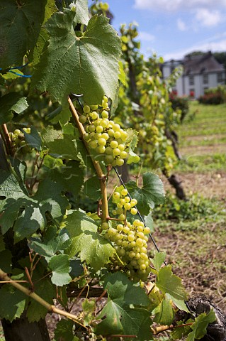 Chardonnay grapes with buildings of Chteau GenoelsElderen beyond
