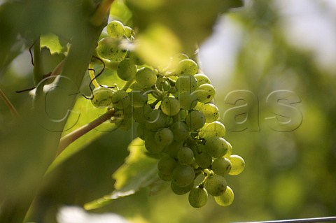 Chardonnay grapes in vineyard of Domaine de Mellemont Belgium