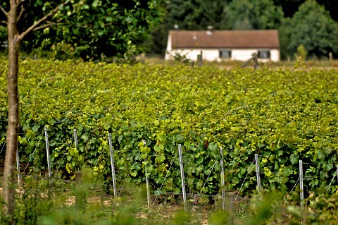 Chardonnay vineyard of Domein Meerdael OudHeverlee Belgium