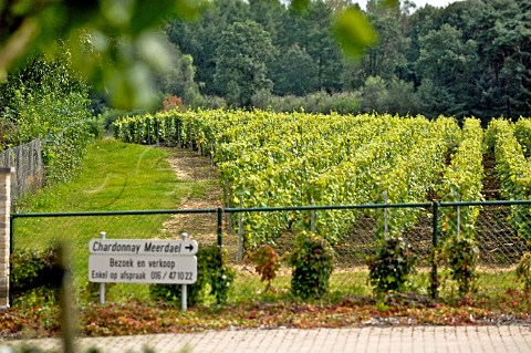 Vineyard of Chardonnay Meerdael OudHeverlee Belgium