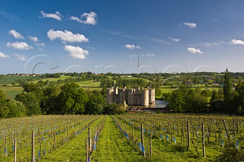 Vineyard of Sedlescombe Organic at Bodiam Castle East Sussex England