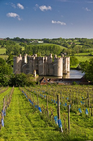 Vineyard of Sedlescombe Organic at Bodiam Castle East Sussex England