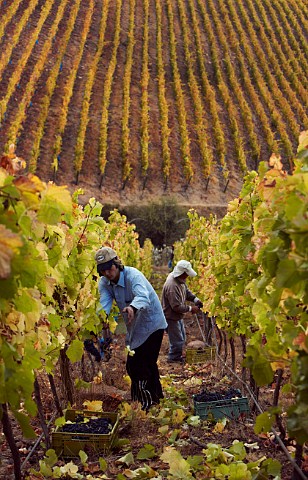 Harvesting Syrah grapes in the Polkura Hill vineyard at Marchigue Colchagua Valley Chile