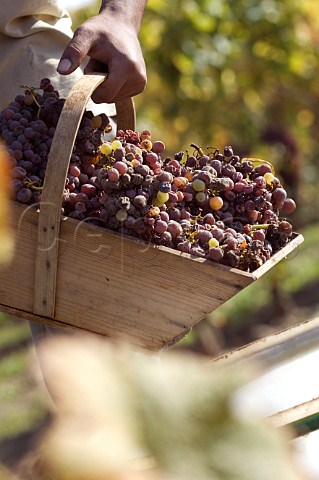 Harvesting botrytised Semillon grapes in vineyard of Chteau dYquem Sauternes Gironde France   Sauternes  Bordeaux