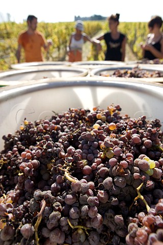 Harvesting botrytised Semillon grapes in vineyard of Chteau dYquem Sauternes Gironde France   Sauternes  Bordeaux
