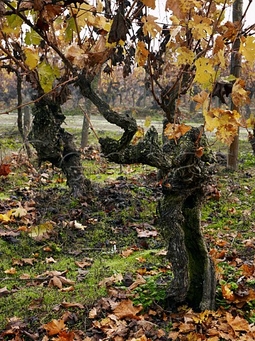 Ancient ungrafted Cabernet Franc vines in OFournier Linares vineyard Maule Chile