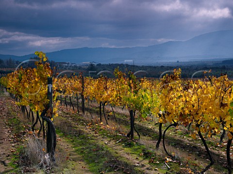 Autumnal Cabernet Sauvignon vineyard with Bouchon winery beyond   Maule Chile